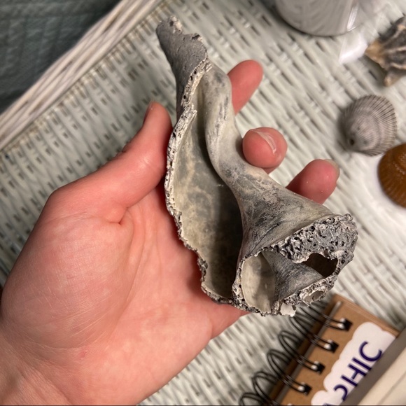 Real Conch Shell: Knick-knack decor - Picture 5 of 6